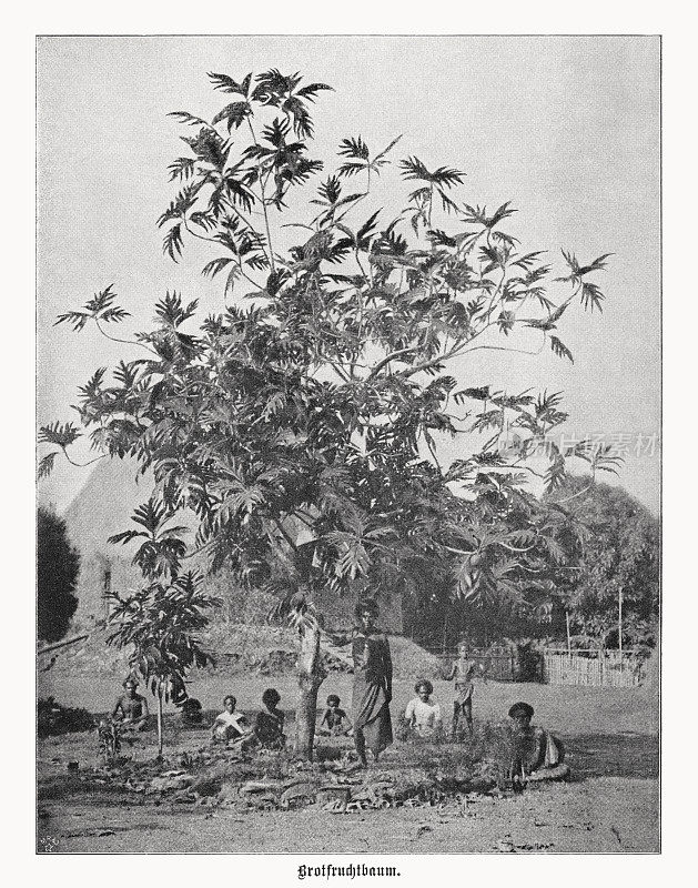 面包果树(Artocarpus altilis)，马绍尔群岛，半色调印刷，1899年出版